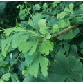 The Power of Ginkgo Biloba: A Natural Medicine for Tinnitus Relief