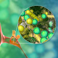 The Connection Between Allergies and Tinnitus: Exploring Natural Medicine Options