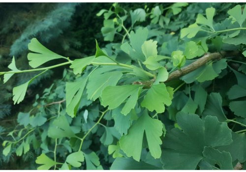 The Power of Ginkgo Biloba: A Natural Medicine for Tinnitus Relief